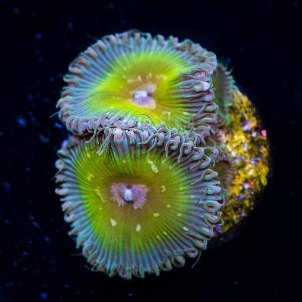 پلیپ پالیتوآ کاپیتان جیسون فاکس