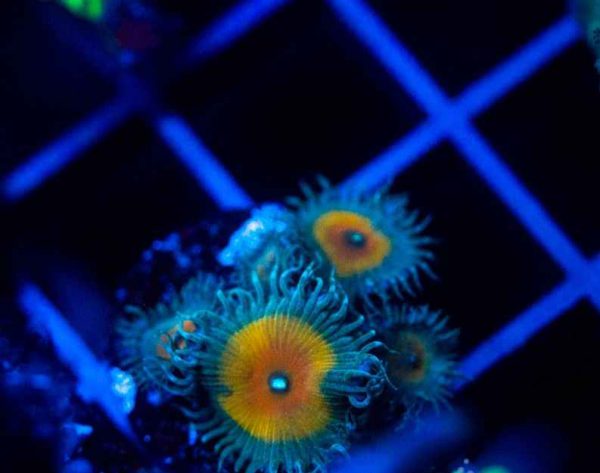 پلیپ پالیتوآ کاپیتان جیسون فاکس