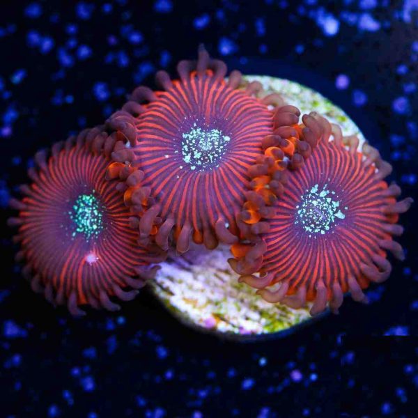 پلیپ زوانتوس جادوگر