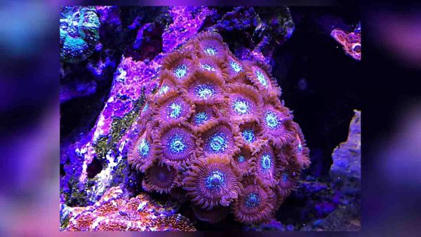 پلیپ زوانتوس جادوگر