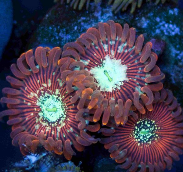 پلیپ زوانتوس جادوگر