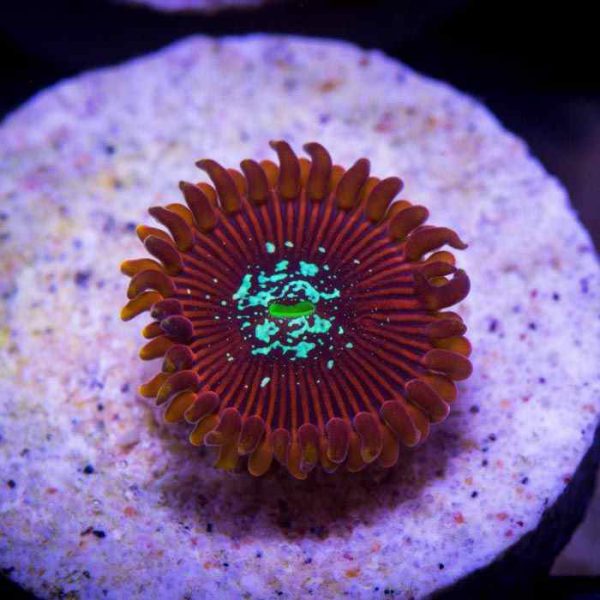 پلیپ زوانتوس جادوگر