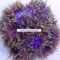 شقایق دریایی مگنیفیکا