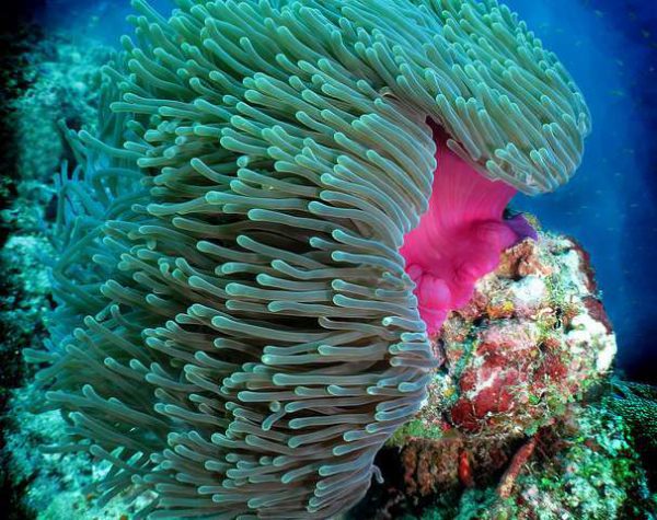 شقایق دریایی مگنیفیکا