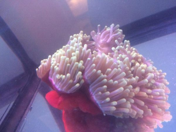 شقایق دریایی مگنیفیکا