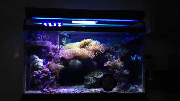 شقایق دریایی مگنیفیکا