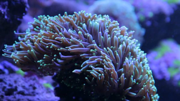 شقایق دریایی مگنیفیکا