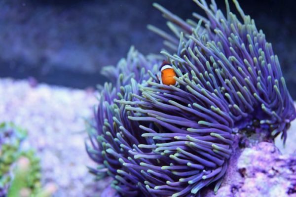 شقایق دریایی مگنیفیکا