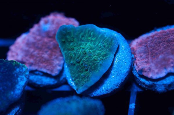 مرجان مونتیپورا سبز