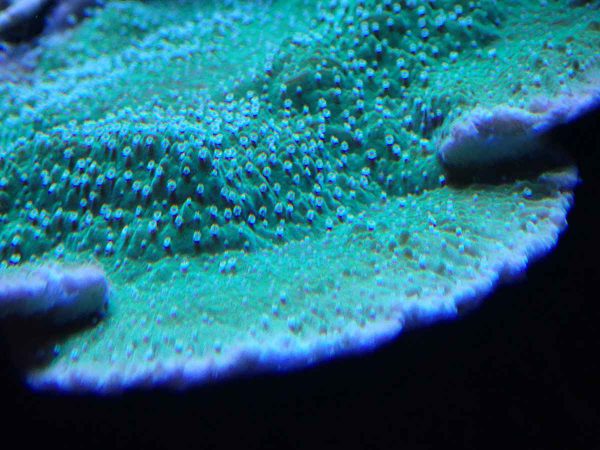 مرجان مونتیپورا سبز