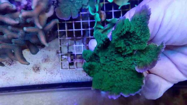 مرجان مونتیپورا سبز