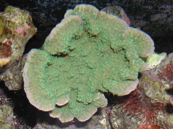 مرجان مونتیپورا سبز