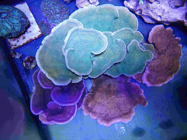 مرجان مونتیپورا سبز