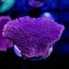 مرجان مونتیپورا بنفش