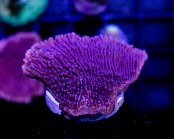 مرجان مونتیپورا بنفش