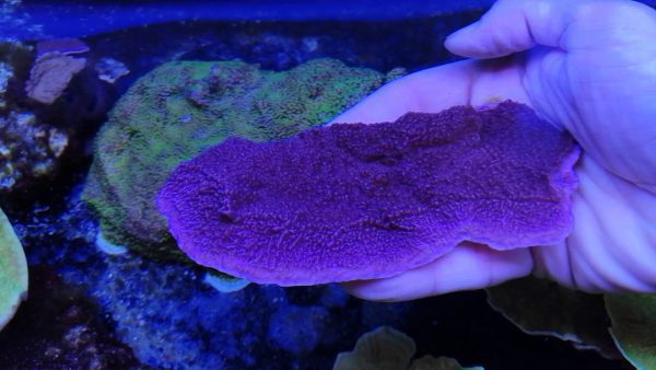 مرجان مونتیپورا بنفش