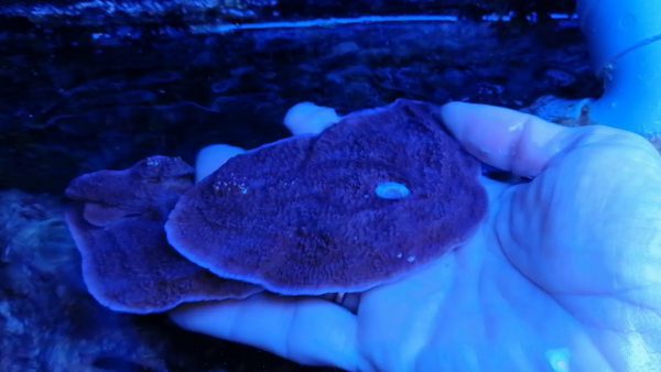 مرجان مونتیپورا بنفش