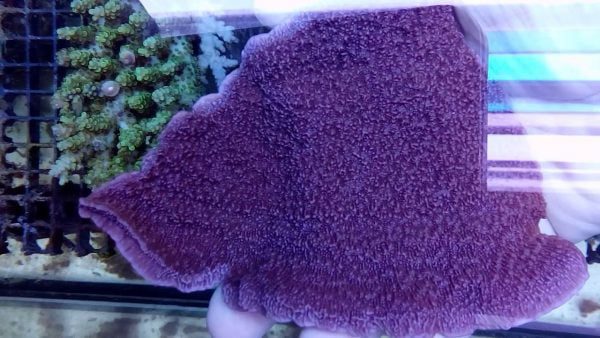 مرجان مونتیپورا بنفش