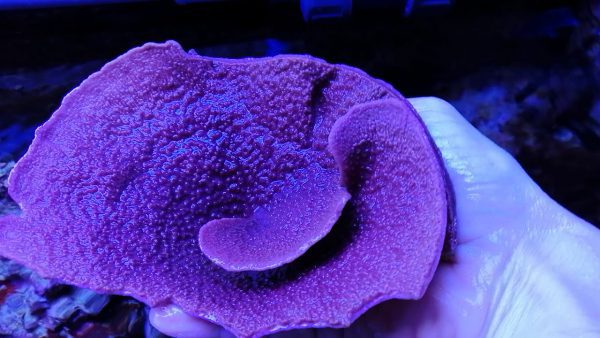 مرجان مونتیپورا بنفش