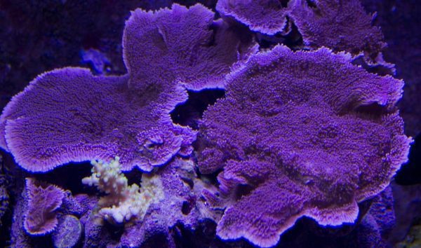 مرجان مونتیپورا بنفش