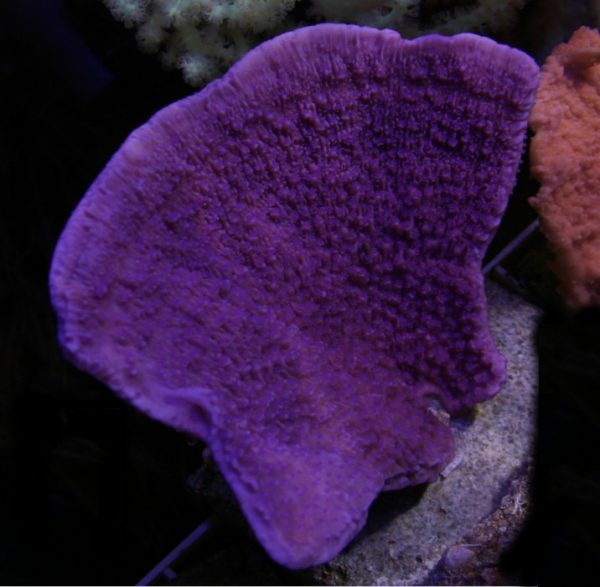 مرجان مونتیپورا بنفش