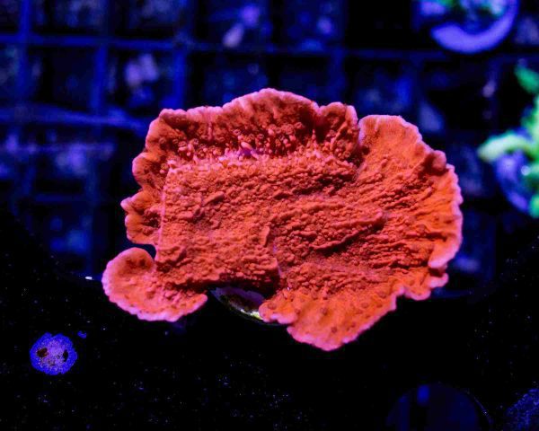 مرجان مونتیپورا قرمز