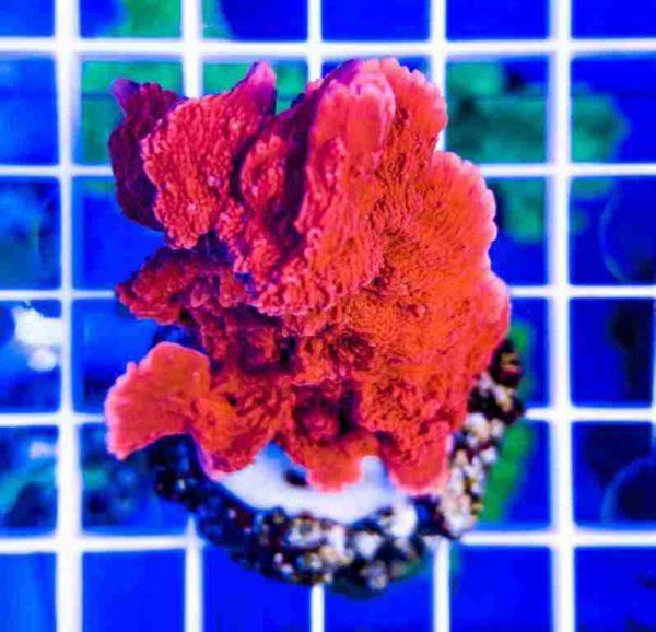 مرجان مونتیپورا قرمز