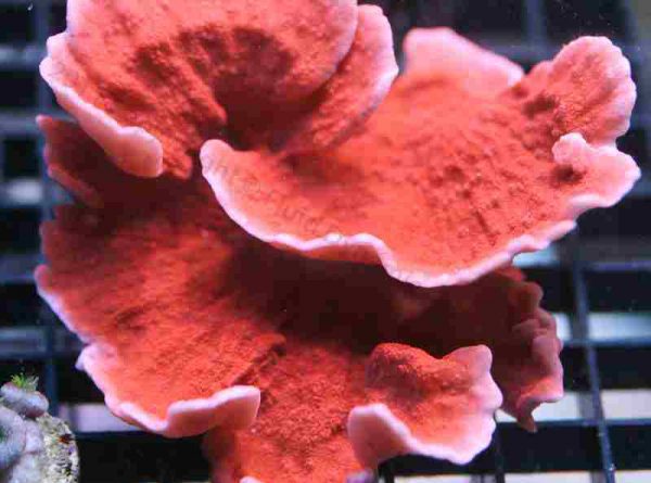 مرجان مونتیپورا قرمز