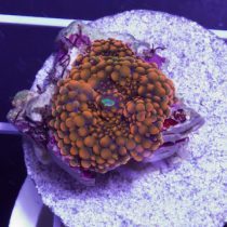 ماشروم ریکوردیا یوما نارنجی