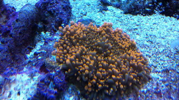 ماشروم ریکوردیا یوما نارنجی