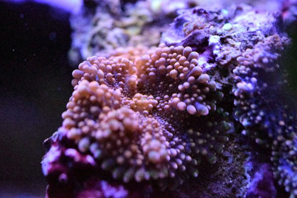 ماشروم ریکوردیا یوما نارنجی