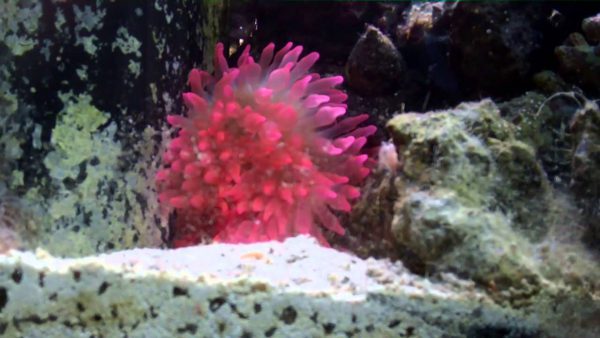 شقایق بابل رز صورتی