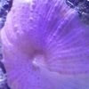 مرجان قارچی بنفش