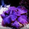 مرجان قارچی بنفش