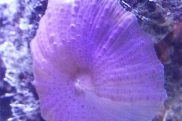 مرجان قارچی بنفش