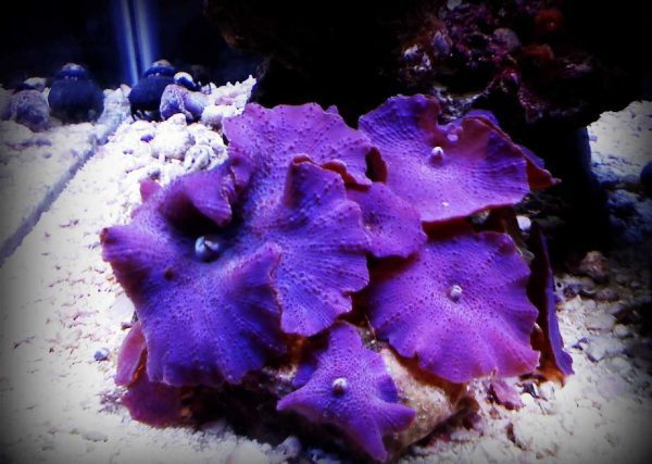 مرجان قارچی بنفش