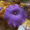 مرجان قارچی بنفش
