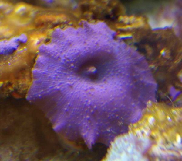 مرجان قارچی بنفش