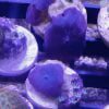 مرجان قارچی بنفش