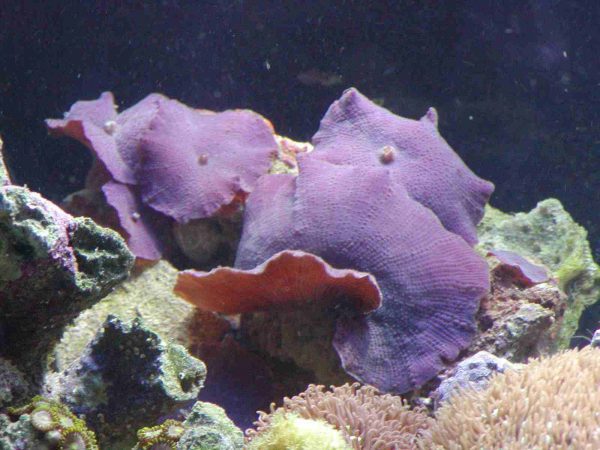 مرجان قارچی بنفش