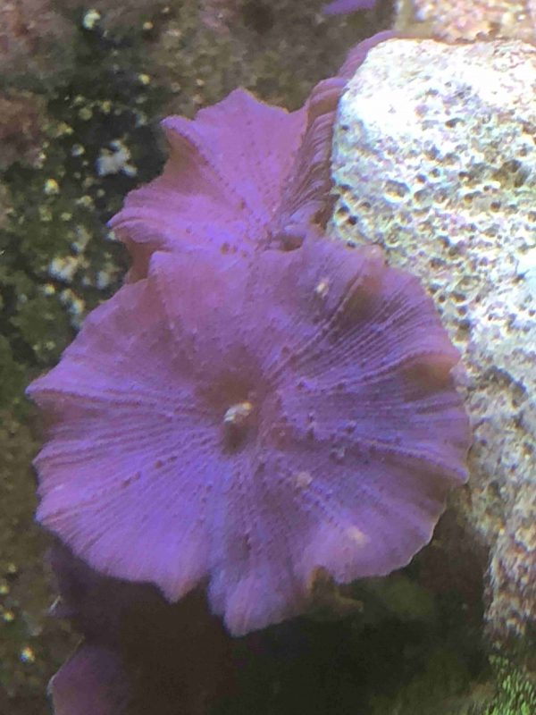 مرجان قارچی بنفش