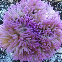 Purple Sebae Anemone