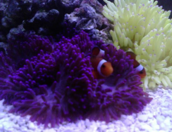 Purple Sebae Anemone