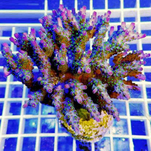 مرجان آکروپورا نانا