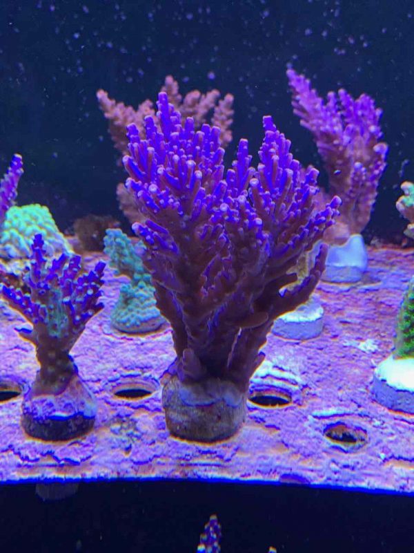 مرجان آکروپورا نانا