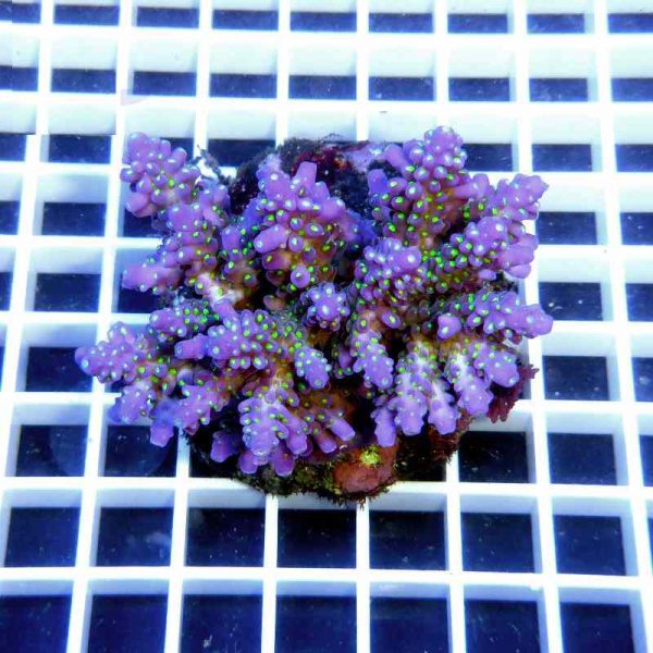 مرجان آکروپورا نانا