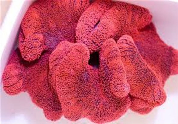 Red Carpet Anemone