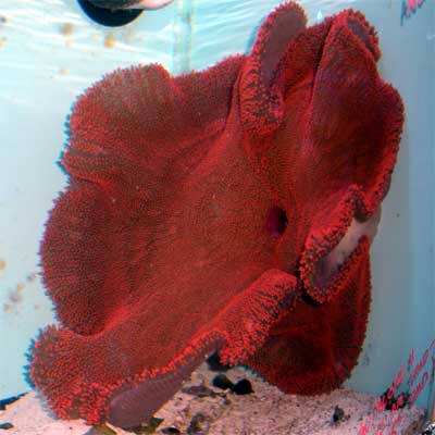 شقایق موکتی قرمز