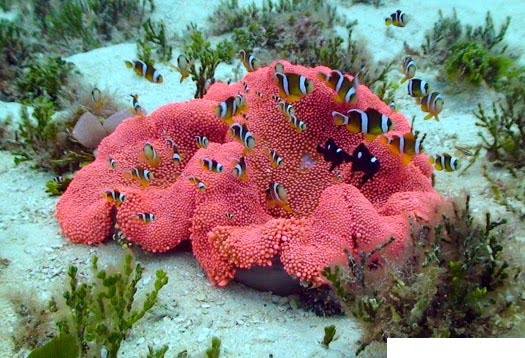 شقایق موکتی قرمز