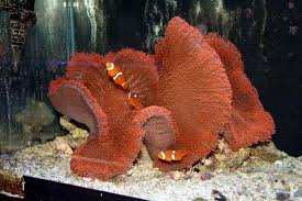 شقایق موکتی قرمز